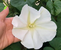Moonflower Seeds