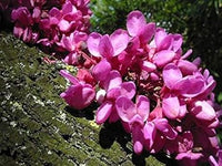 Heirloom Non-GMO Pink Cercis Siliquastrum Flower Seeds – Ornamental Tree Blooms for Garden Planting
