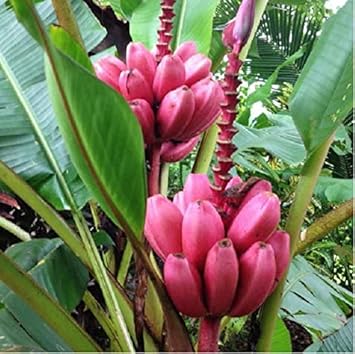 Dark Pink Banana Musa spp seeds for planting in home garden