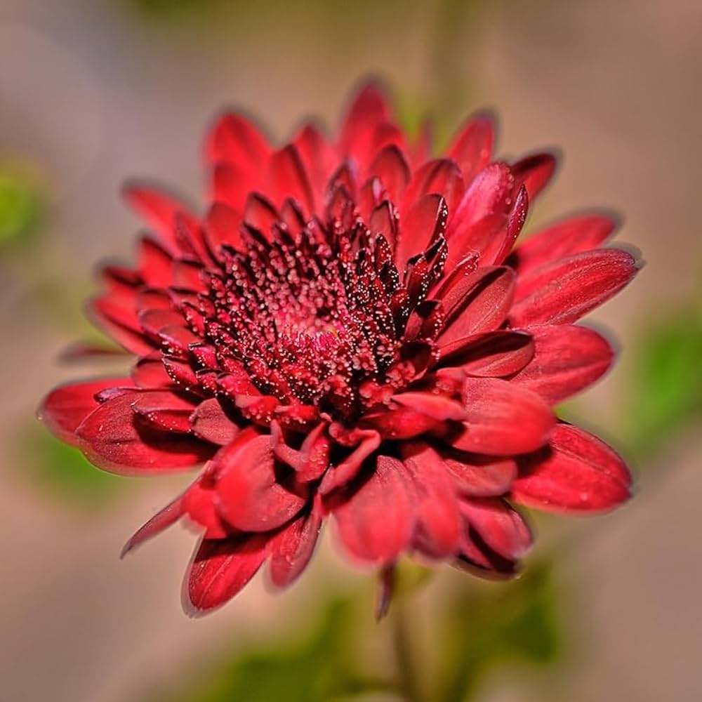 Chrysanthemum Burgundy Perennial Flower Seeds