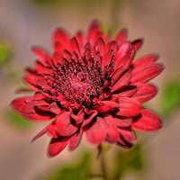 Chrysanthemum Burgundy Perennial Flower Seeds