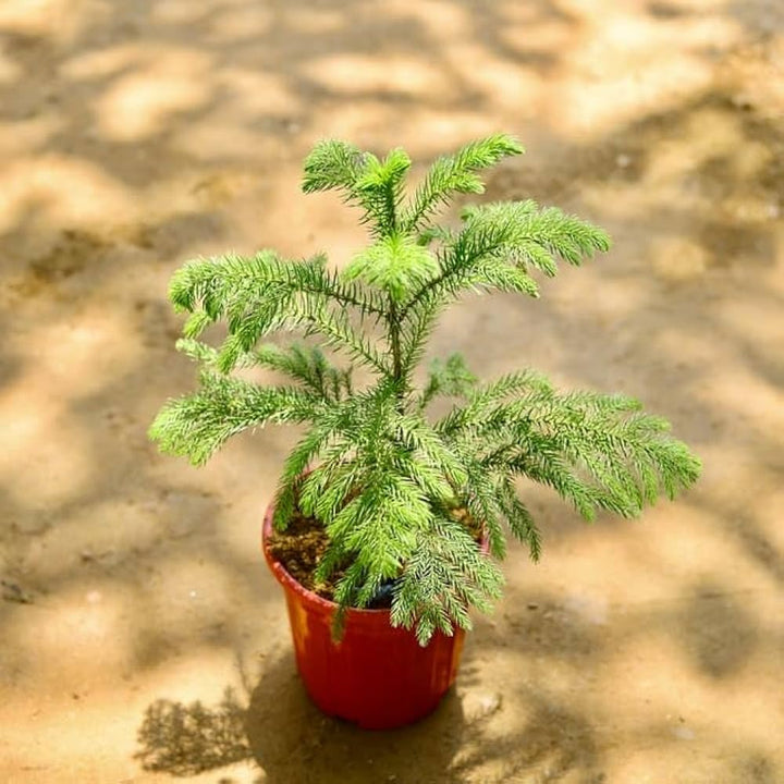 Heirloom Non-GMO Araucaria Flower Seeds for Planting – Rare Evergreen Tree Seeds