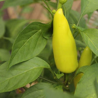 Hungarian Hot Wax Organic Pepper Seeds
