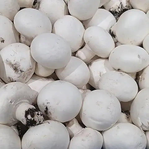 Edible Mushroom - for planting in home garden