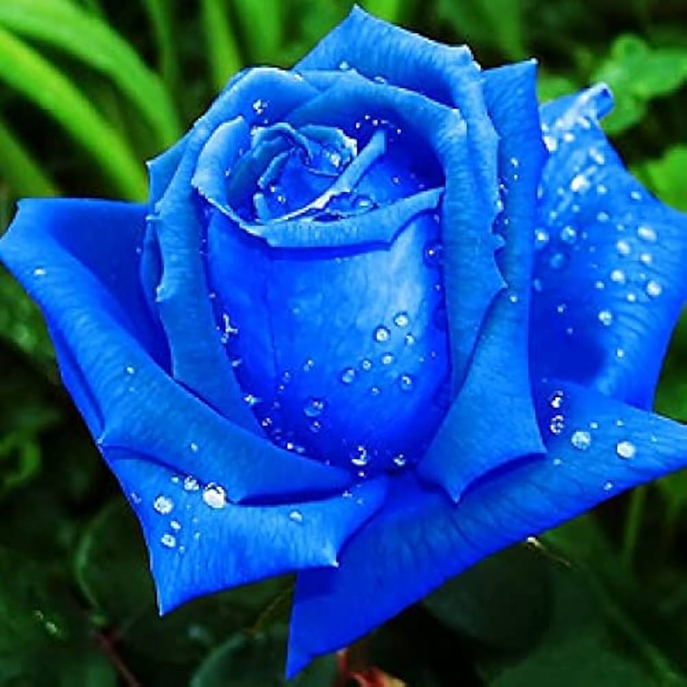 Blue Rose Rare Garden Flower - for planting in home garden