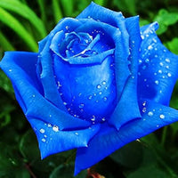 Blue Rose Rare Garden Flower - for planting in home garden