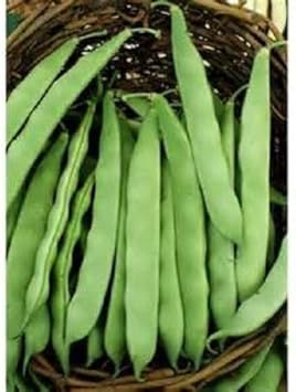 Green Bush Bean Seeds for Planting - heirloom & Non GMO Seeds