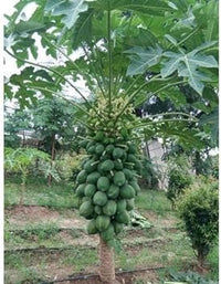 Star Fruit Seeds - Unique and Refreshing Star Fruit for Your Garden 100 pcs