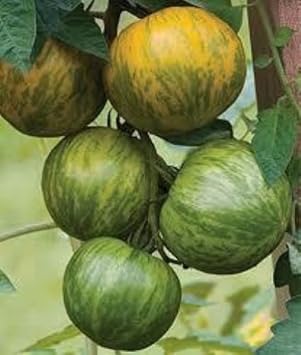 Green Zebra Tomato Solanum lycopersicum seeds for garden planting
