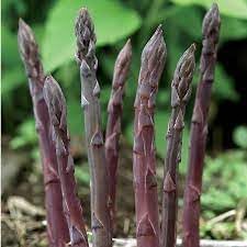 Asparagus Vegetable Seeds for Planting - 100 pcs