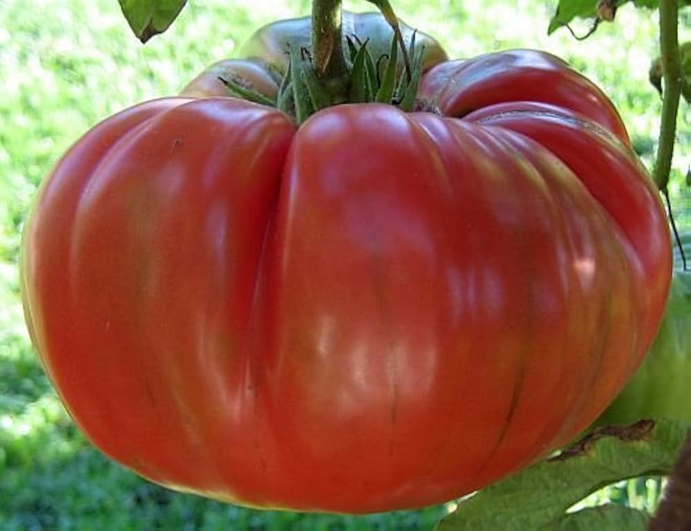 Brandywine Red potato-leaf tomato seeds for flavorful heirloom fruit gardening