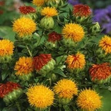 Yellow Safflower Flower Seeds – Heirloom, Non-GMO Flower Seeds for Planting
