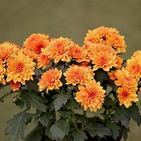 Light Orange Chrysanthemum Flower Seeds – Heirloom Non-GMO Blooms for Autumn Garden Color