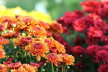 Orange Red Chrysanthemum Flower Seeds – Heirloom Non-GMO Blooms for Vibrant Fall Gardens