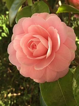 Heirloom Non-GMO Camellia Peach Flower Seeds for Lush Garden Planting