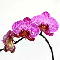 Phalaenopsis Orchid Miniature Flower Seeds for Home Garden