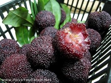 Black Arbutus Bayberry Fruit Seeds for Planting - Ideal for Home Garden, Heirloom Seeds