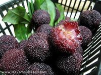 Black Arbutus Bayberry Arbutus unedo seeds for planting in home garden