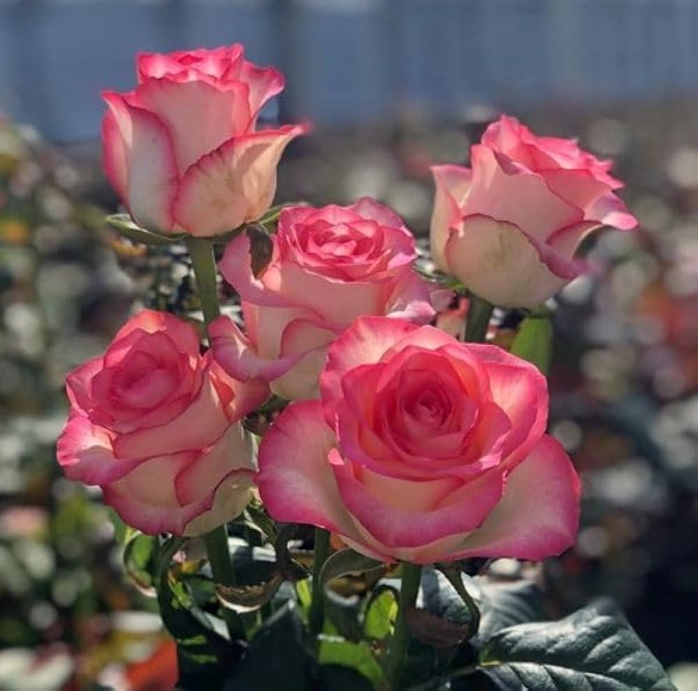 Rugosa roses grown from multicolor potted seeds with wrinkled leaves and vibrant blooms