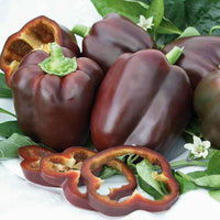 Sweet Chocolate – Organic Bell Pepper Seed