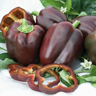 Sweet Chocolate – Organic Bell Pepper Seed