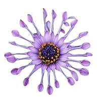African Mixed Eyed Daisy Osteospermum Flower Seeds