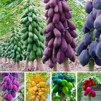 Mixed Seedless Papaya Carica papaya seeds for planting in home garden