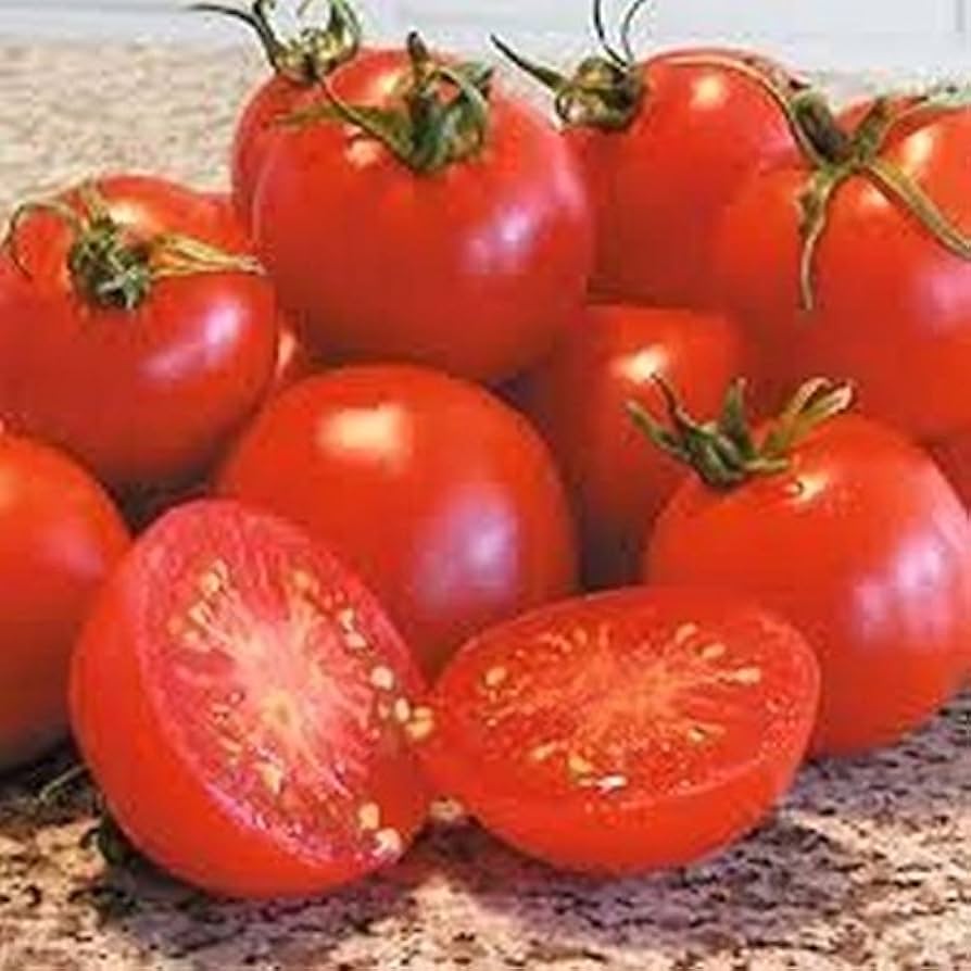 Glacier tomato grown from organic and conventional seeds with early-producing, small red fruits and cold tolerance
