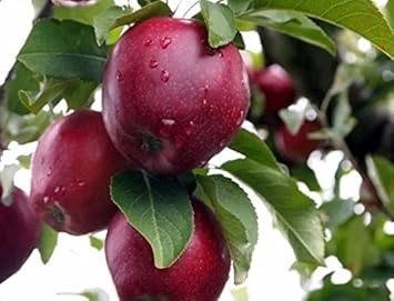 Cereza Fruit Seeds - Sweet and Juicy Cherries for Your Garden 100 pcs