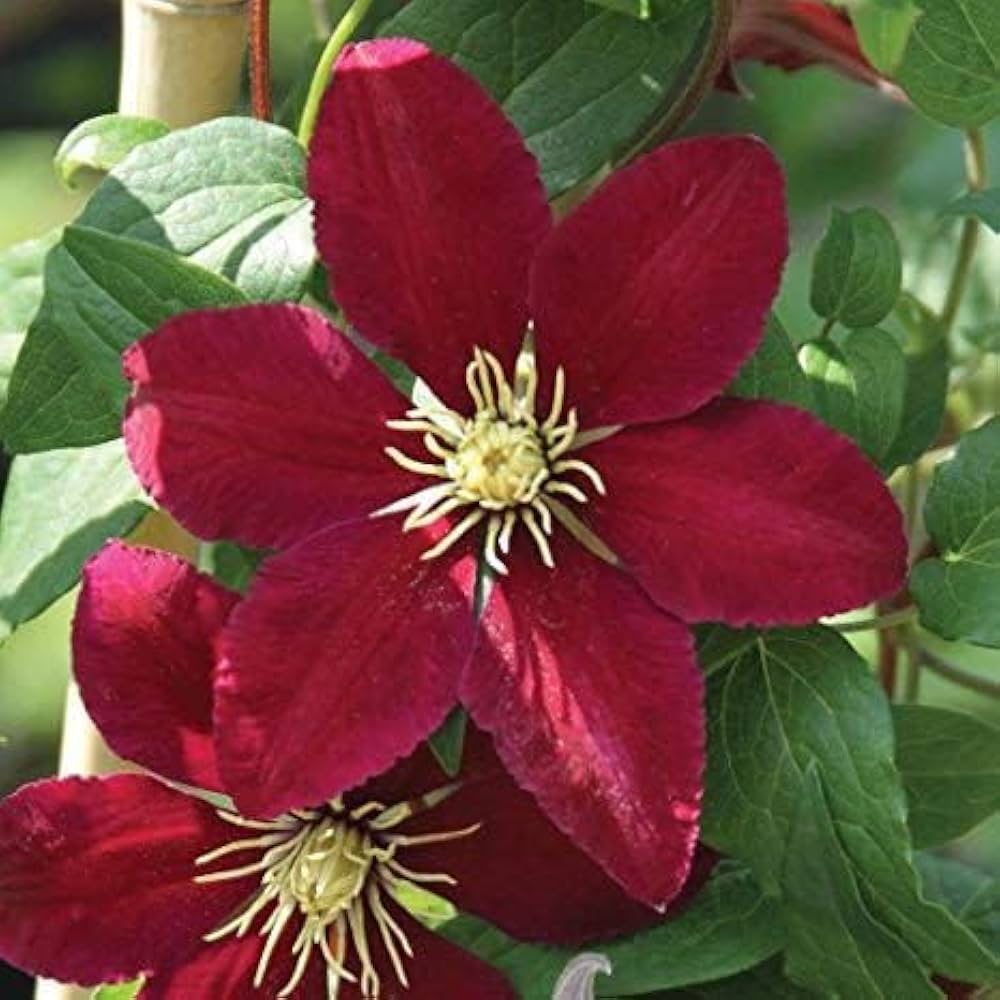 Clematis Hybrida Mix Color Flower Seeds