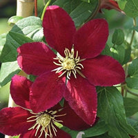 Clematis Hybrida Mix Color Flower Seeds