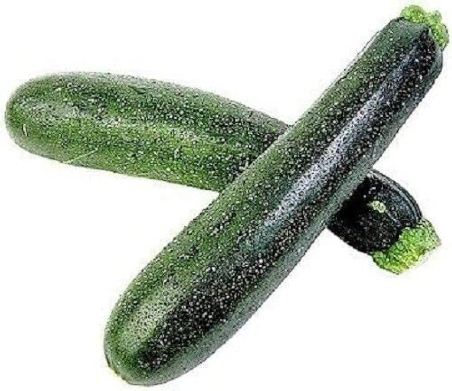 Summer Squash ‘Seneca Zucchini’ seeds – high-yielding productive variety