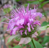 Violet Bergamot Flower Seeds for Planting - NON GMO Seeds