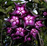 Organic Purple White Hoya Flower Seeds for Planting – Heirloom, Non-GMO
