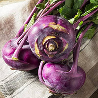 Purple (kohlrabi vegetable Brassica oleracea) for planting in garden