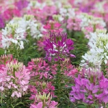 Pink Cleome Flower Seeds for Planting – Heirloom, Non-GMO Flower Seeds with Delicate Petals