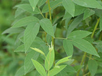 Cajanus Cajan Plant Seeds for Growing Hearty and Nutritious Legumes 100 pcs