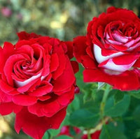 Osiria Rose Heirloom Mixed Color Flower Seeds