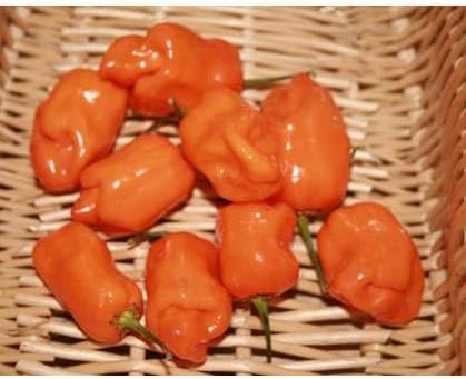 Habanero Vegetable Seeds for Planting - 100 pcs