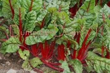 Red Swiss Chard Vegetable Seeds for Planting heirloom & Non-GMO Seeds