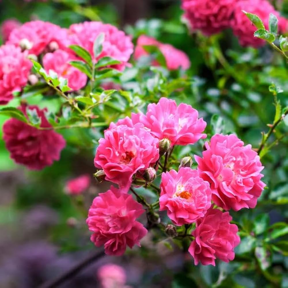 Rare pink climbing rose grown from seeds with soft pink blooms cascading along trellises
