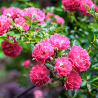Rare pink climbing rose grown from seeds with soft pink blooms cascading along trellises