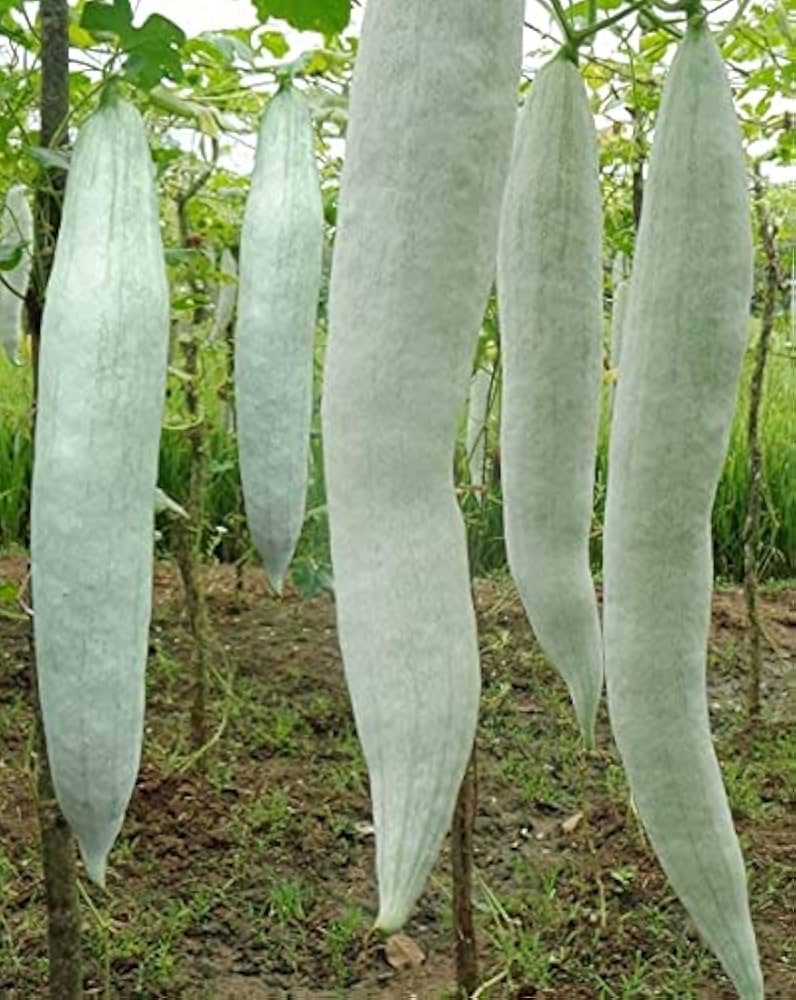 Snake Gourd Chichinda Vegetable Seeds