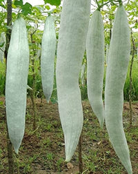 Snake Gourd Chichinda Vegetable Seeds