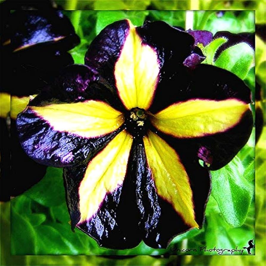 Black Velvet Petunia Rare Flower - for planting in home garden