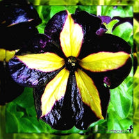 Black Velvet Petunia Rare Flower - for planting in home garden