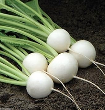White Turnip Brassica rapa seeds for garden planting