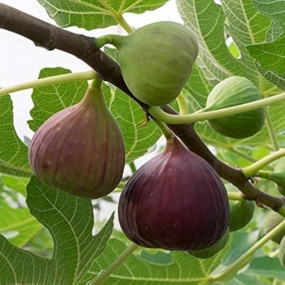 Sweet honey figs grown from bonsai fruit seeds with rich flavor and ornamental value