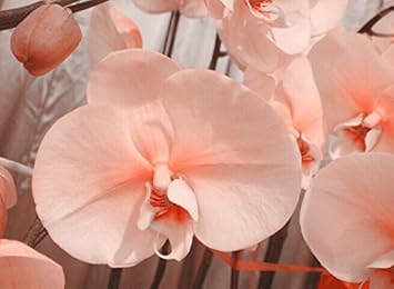 Pale Pink Orchid Flower Seeds for planting in home garden