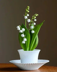 Lily of the Valley Green Easy Grow Plant Seeds